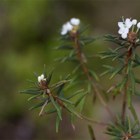 Photo of rosemary marsh rosemary 3