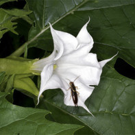 Fotografia datura 5