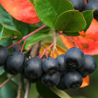 Photo of blackthorn rowan 5