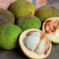 Photo of the santol fruit