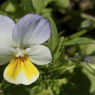 A photo of tricolor violet 4