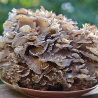 Maitake 2