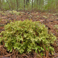 Photo of Icelandic moss 3