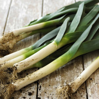 Leek photo 7