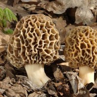 Photo of morels