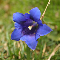 Photo of Gentian 5