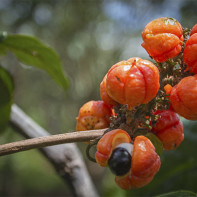 Foto no guarana 2