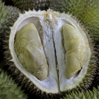 Imagine de durian 4