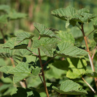 Currant Leaf Photo 3