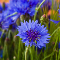 Cornflower photo