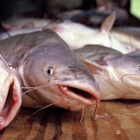 Photo of catfish 2