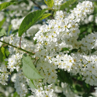 Bird cherry photo