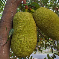 Jackfruit Fotografie