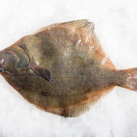 Flounder photo