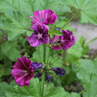 Photo of Malva forests 2