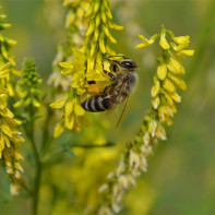 Φωτογραφία του motherwort