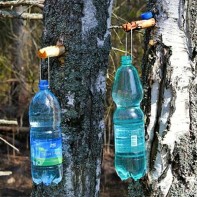 Photo of birch sap 4