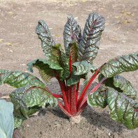 Photo of Swiss chard 4