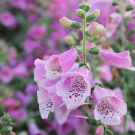 Photo of digitalis 4