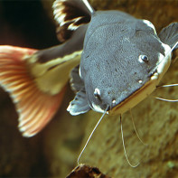 Photo of catfish