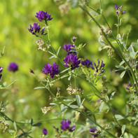 Photo of alfalfa 3