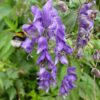 Aconite photo 3