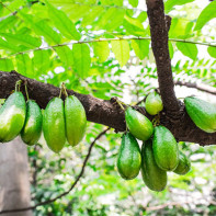 Fotografie de fructe Bilimbi