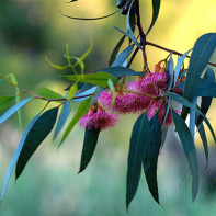 Photo of eucalyptus 2