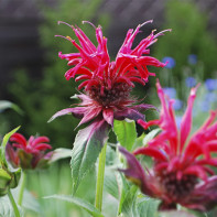 Fotografia monarda 3