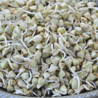 Buckwheat Sprouted Buckwheat Photo 3