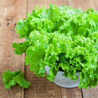 Photo of lettuce leaves 3