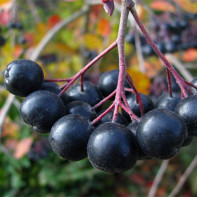 Photo of blackthorn rowan 4