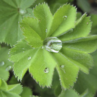 Fotografie de manșetă de plante 2