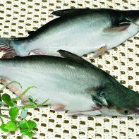 Photo of pangasius 5