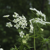 Photo of hemlock