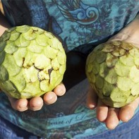 Photo of the cherimoya fruit 3