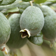 Foto Feijoa 3