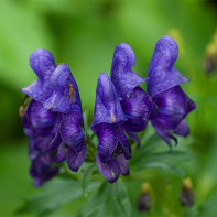 Fotografia Aconite 4