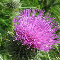 Photo of prickly tartaricus 2