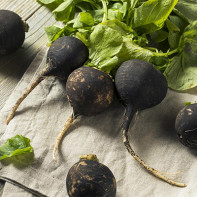 Photo of black radish 4