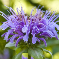 Monarda 5 foto