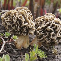 Photo of morels 5