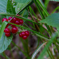 Foto Roebuck Berry bramble 5