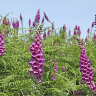 Photo of Foxglove