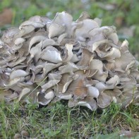 Maitake 4