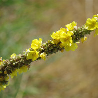 Fotografie de iarbă bromegrass 2