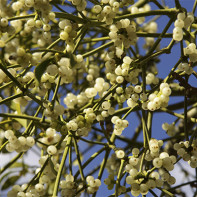 A photo of mistletoe white