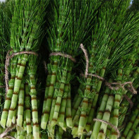 Photo of the horsetail field 4