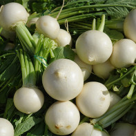 Photo of White Radish 2