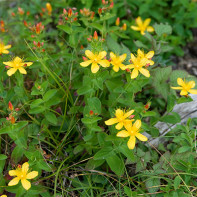 Photo of Hypericum 5